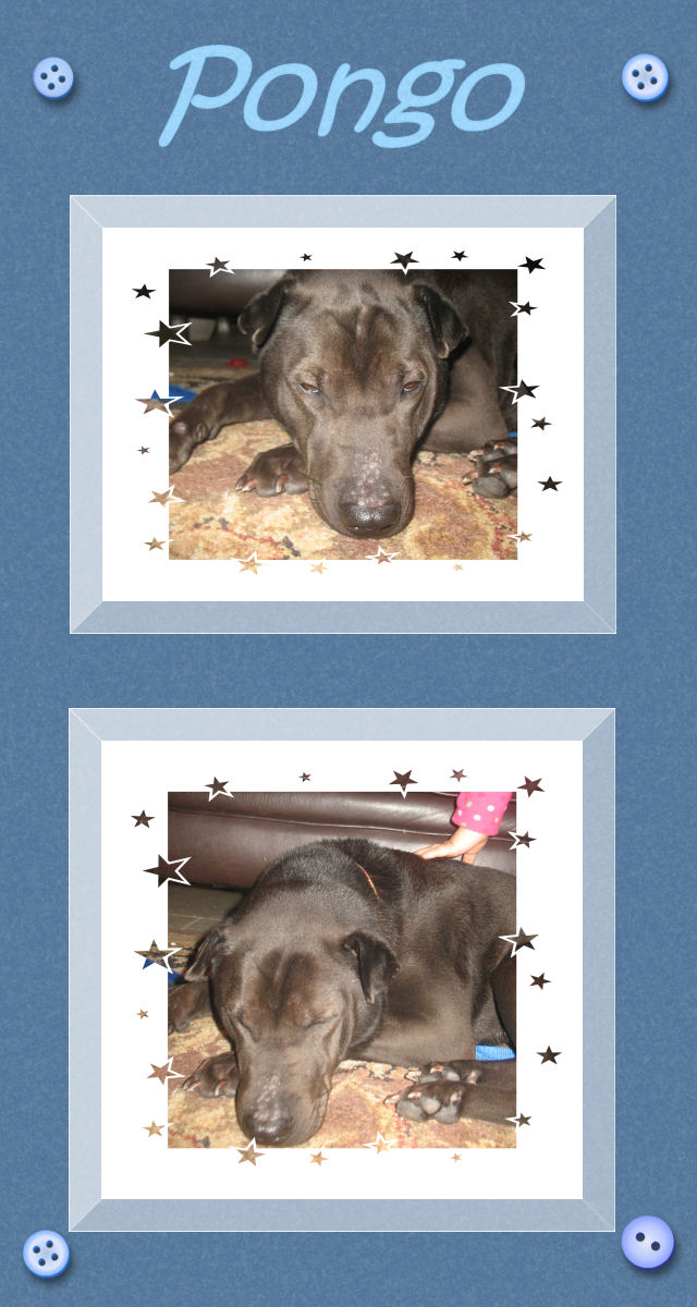 Pongo - Male Shar-Pei