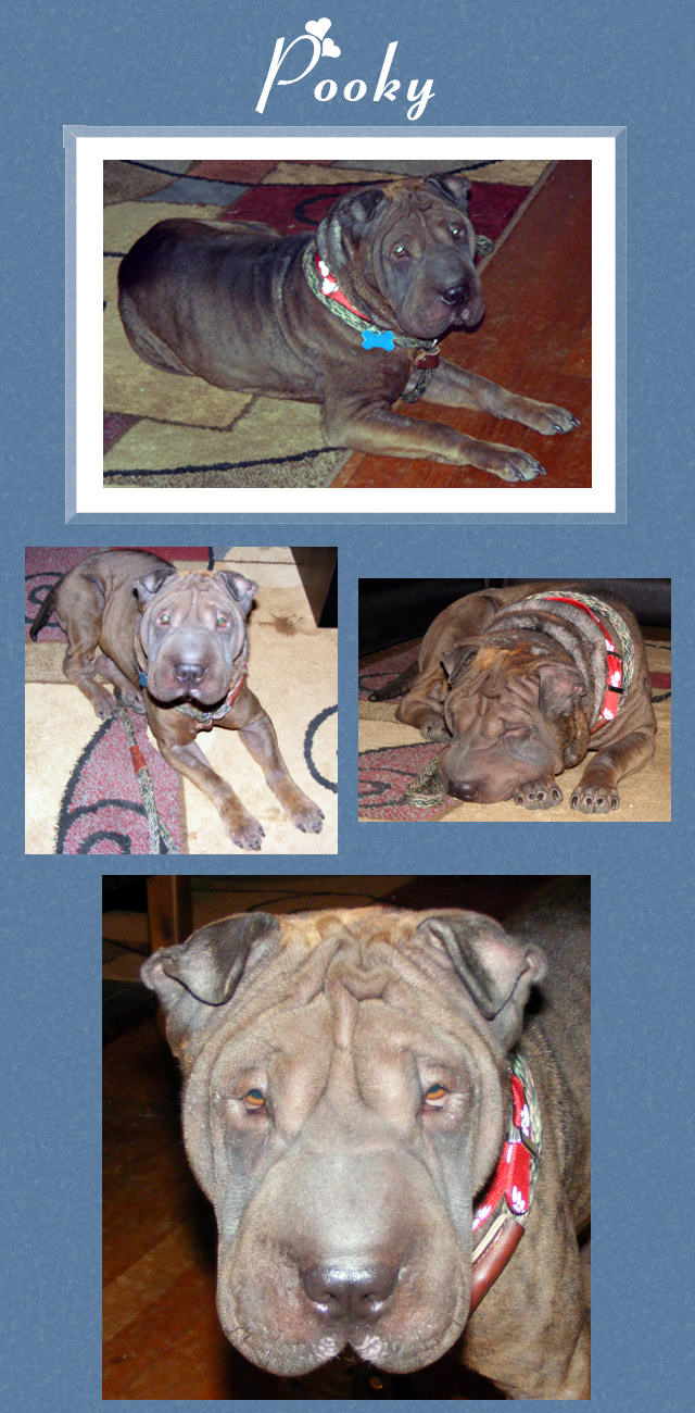 Pooky - Female Shar-Pei