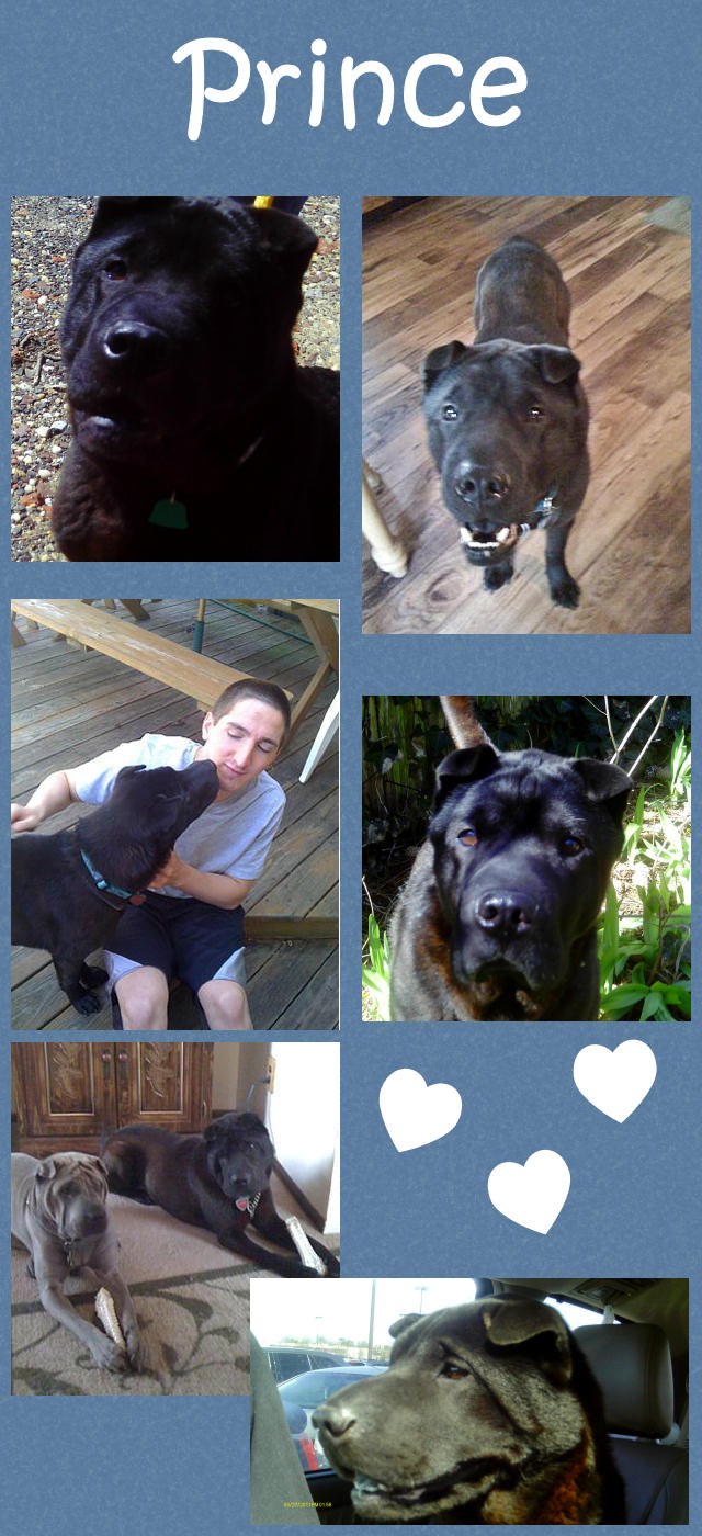 Male Shar-Pei - Prince