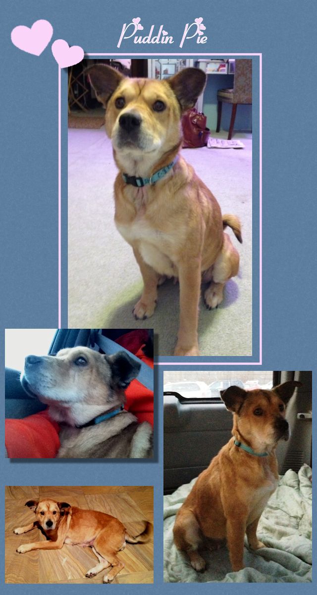 Shar-Pei Mix - Puddin Pie