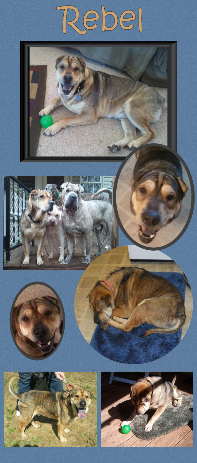 Male Shar-Pei - Rebel