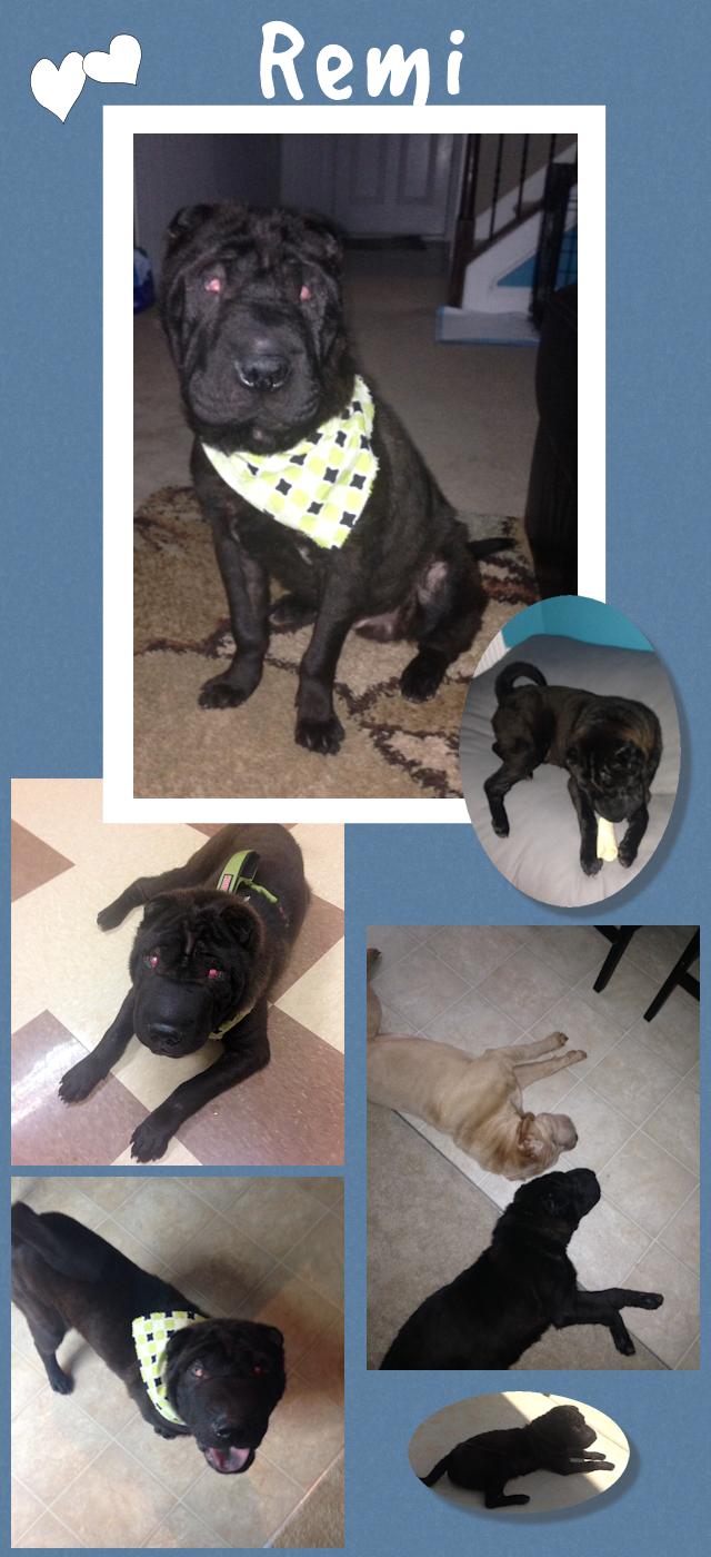 Black Chinese Shar-Pei - Remi