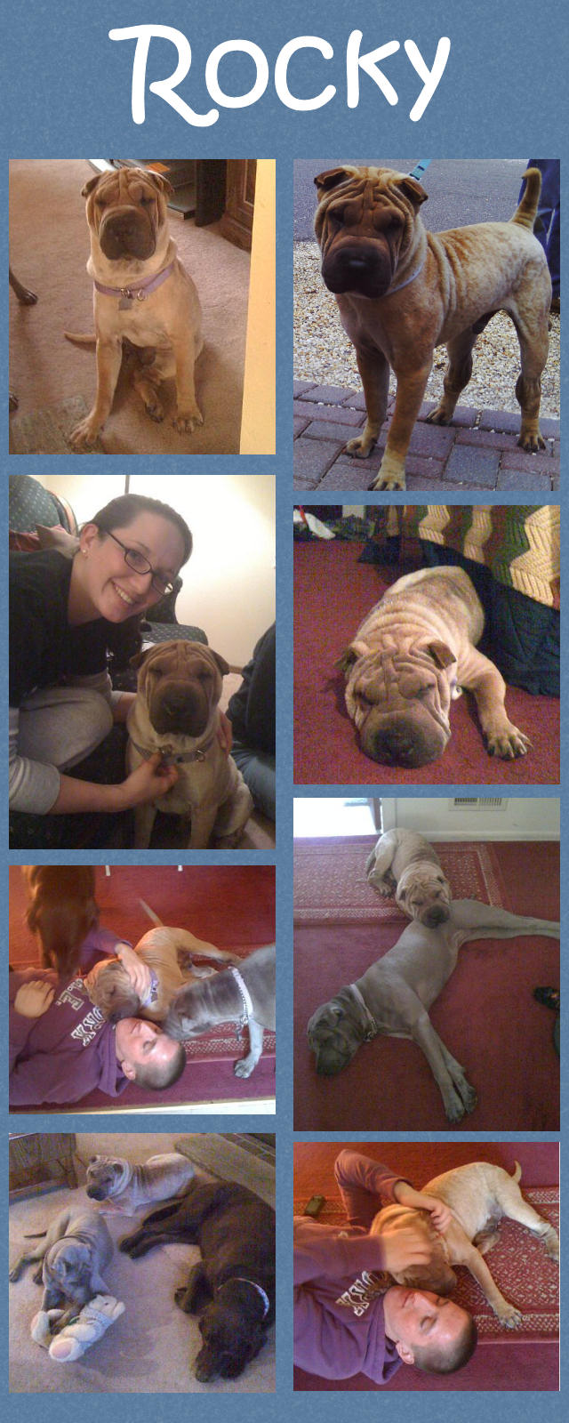 Male Shar-Pei - Rocky