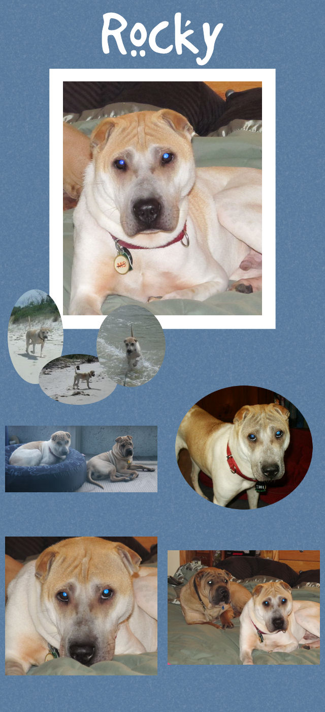 Male Shar-Pei Puppy - Rocky