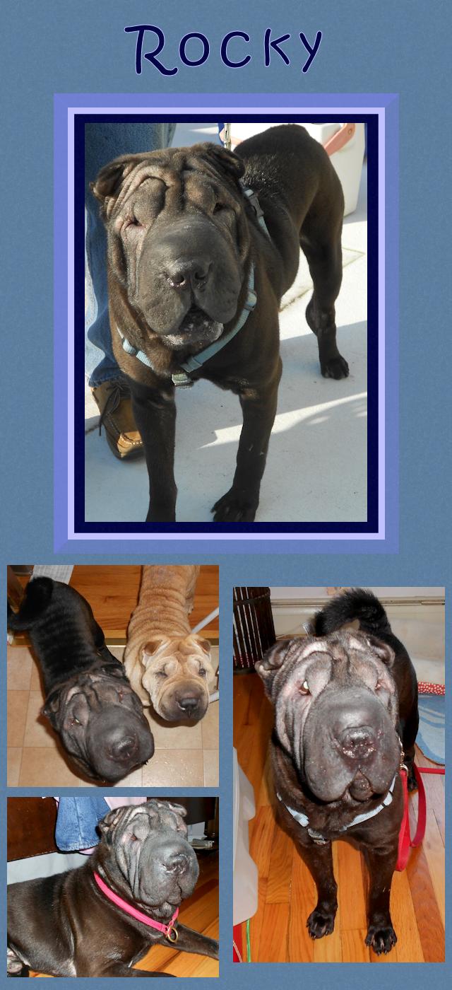 Chinese Shar-Pei - Rocky