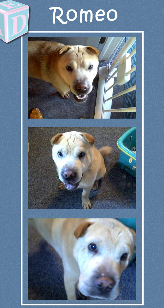 Male Shar-Pei Puppy - Romeo