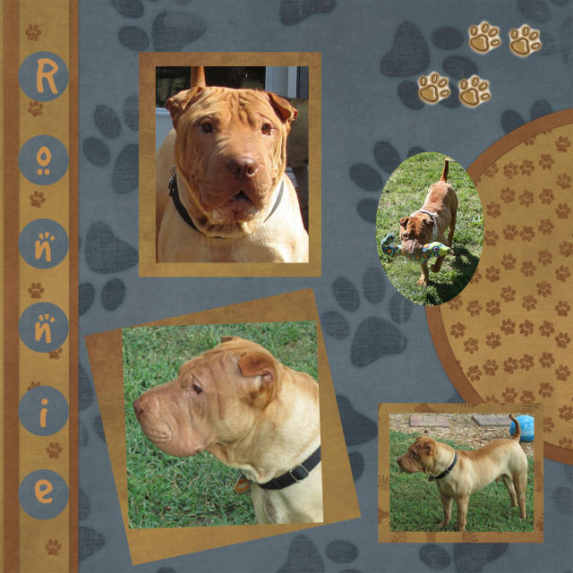 Ronnie - Male Shar-Pei