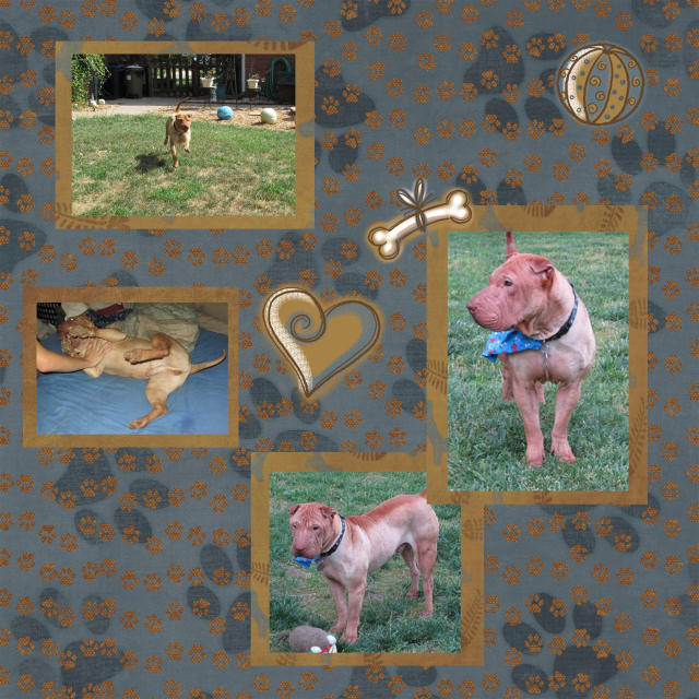 Ronnie - Male Shar-Pei