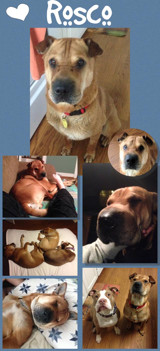 Chinese Shar-Pei - Rosco