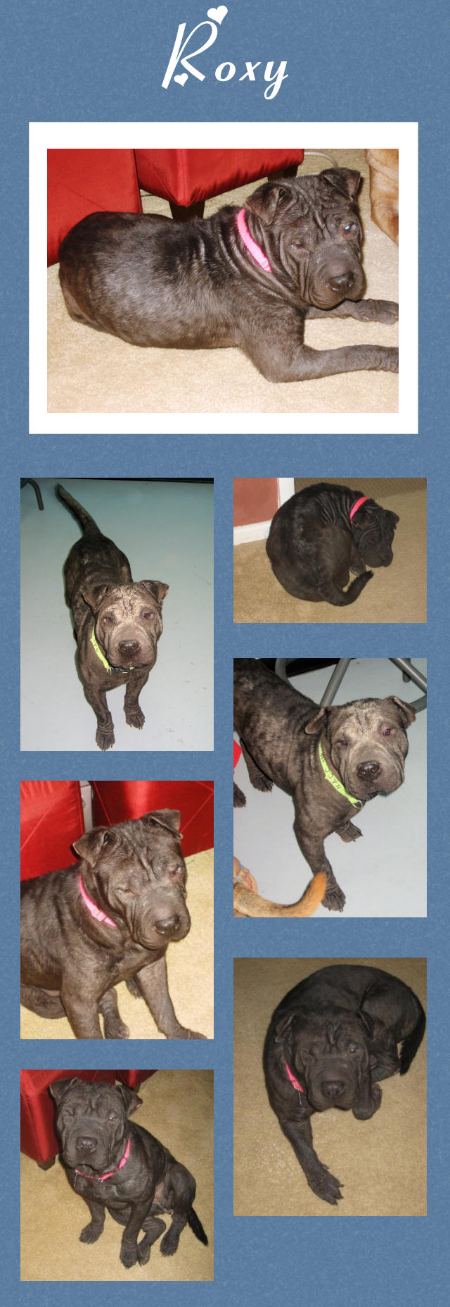 Female Shar-Pei - Roxy