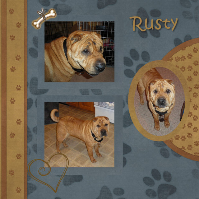 Rusty - Male Shar-Pei