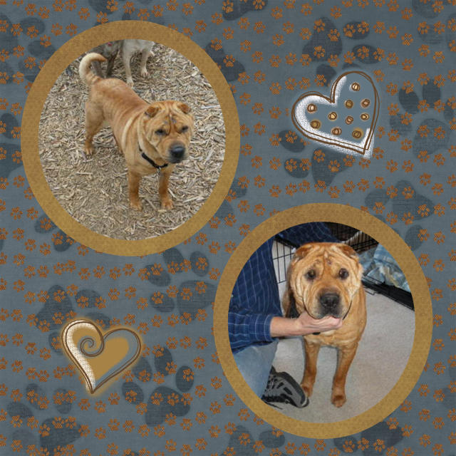 Rusty - Male Shar-Pei