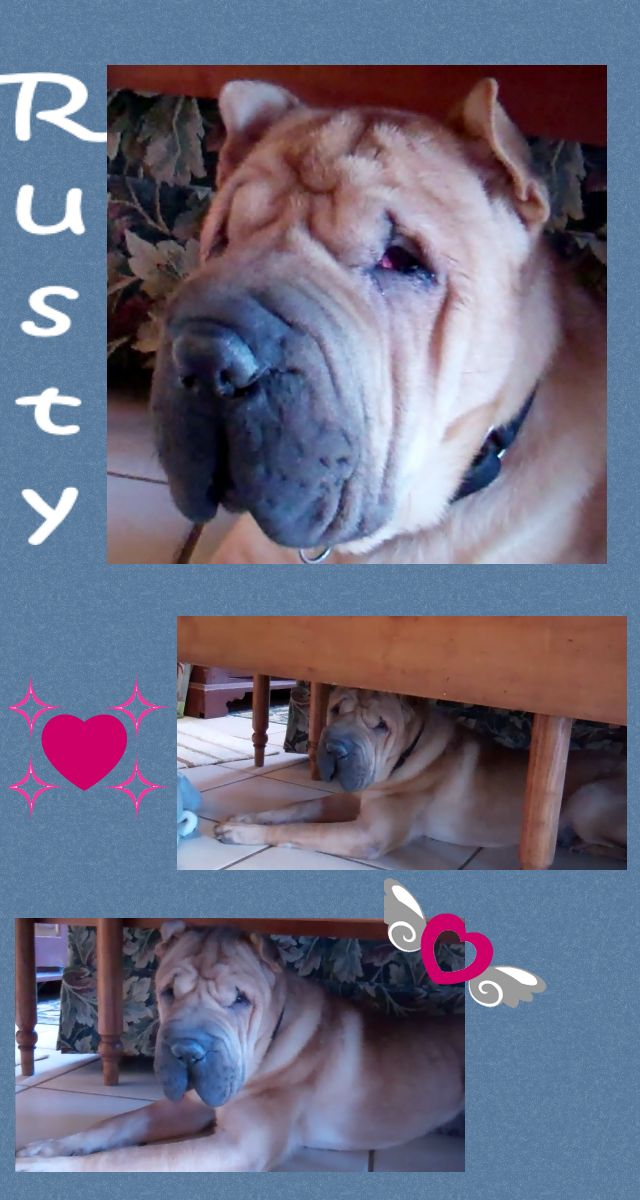 Chinese Shar-Pei - Rusty