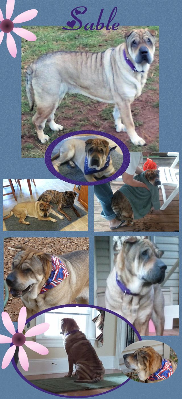 Chinese Shar-Pei - Sable