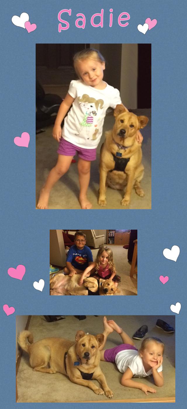 Chinese Shar-Pei - Sadie