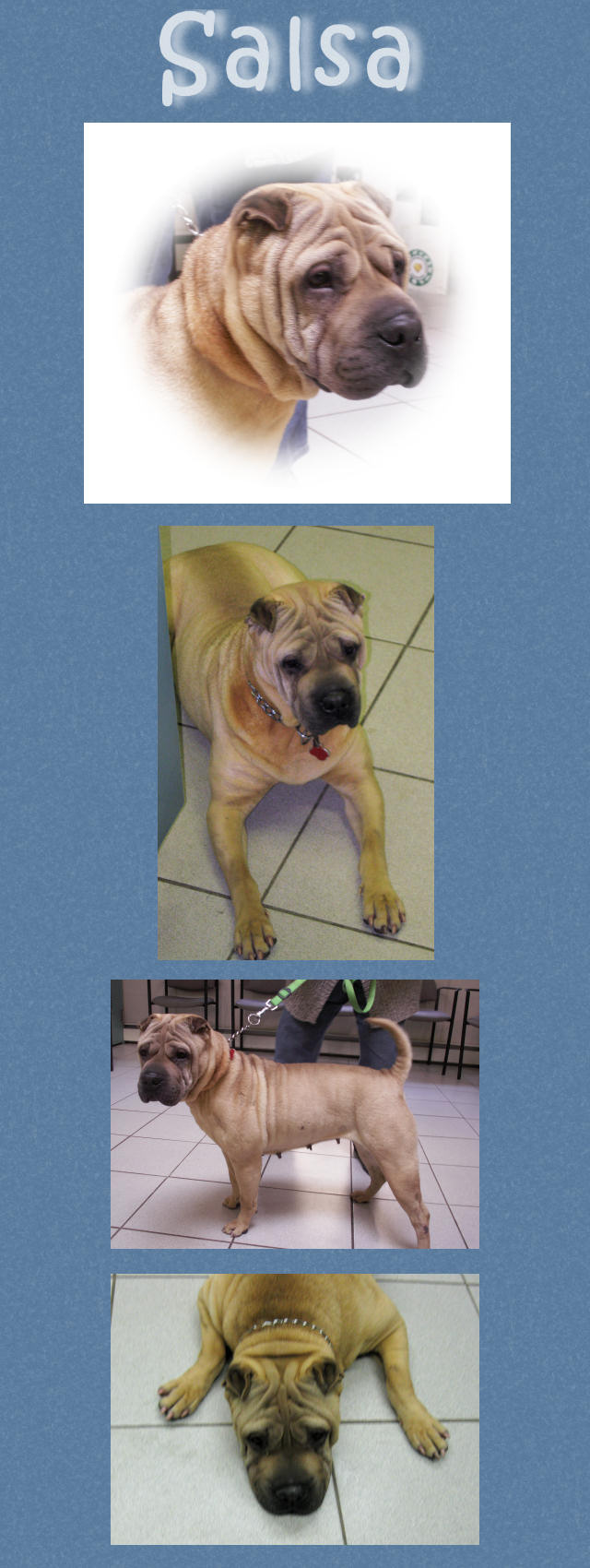 Salsa - Female Shar-Pei