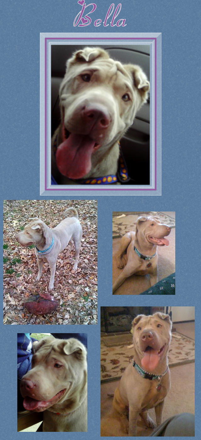 Female Shar-Pei - Bella