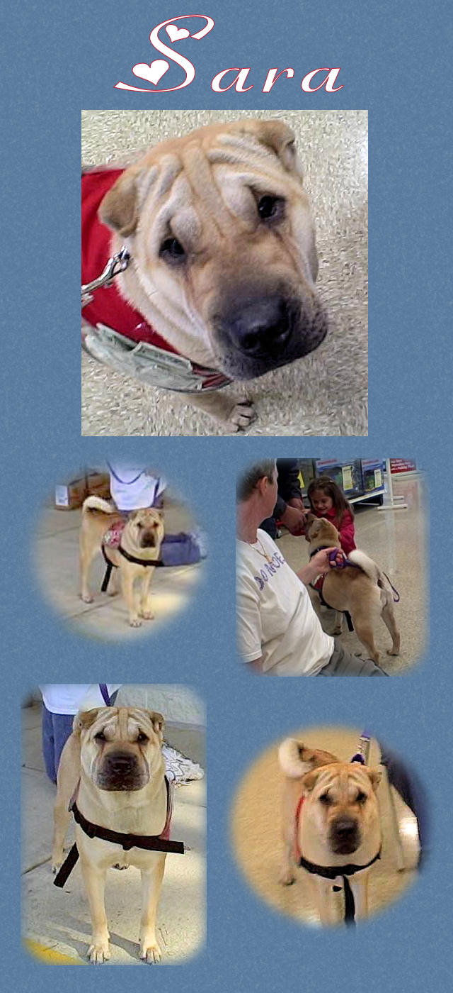 Sara Female Shar-Pei