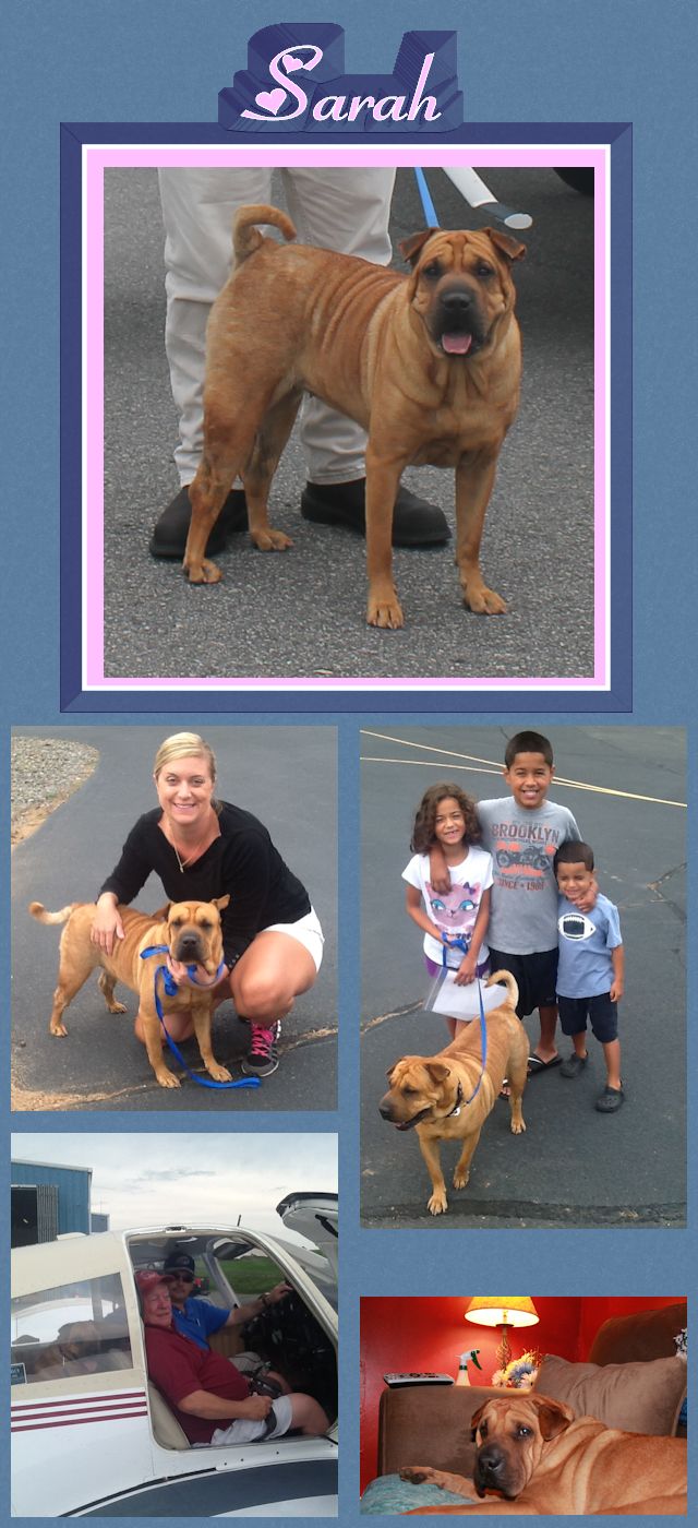 Chinese Shar-Pei - Sarah