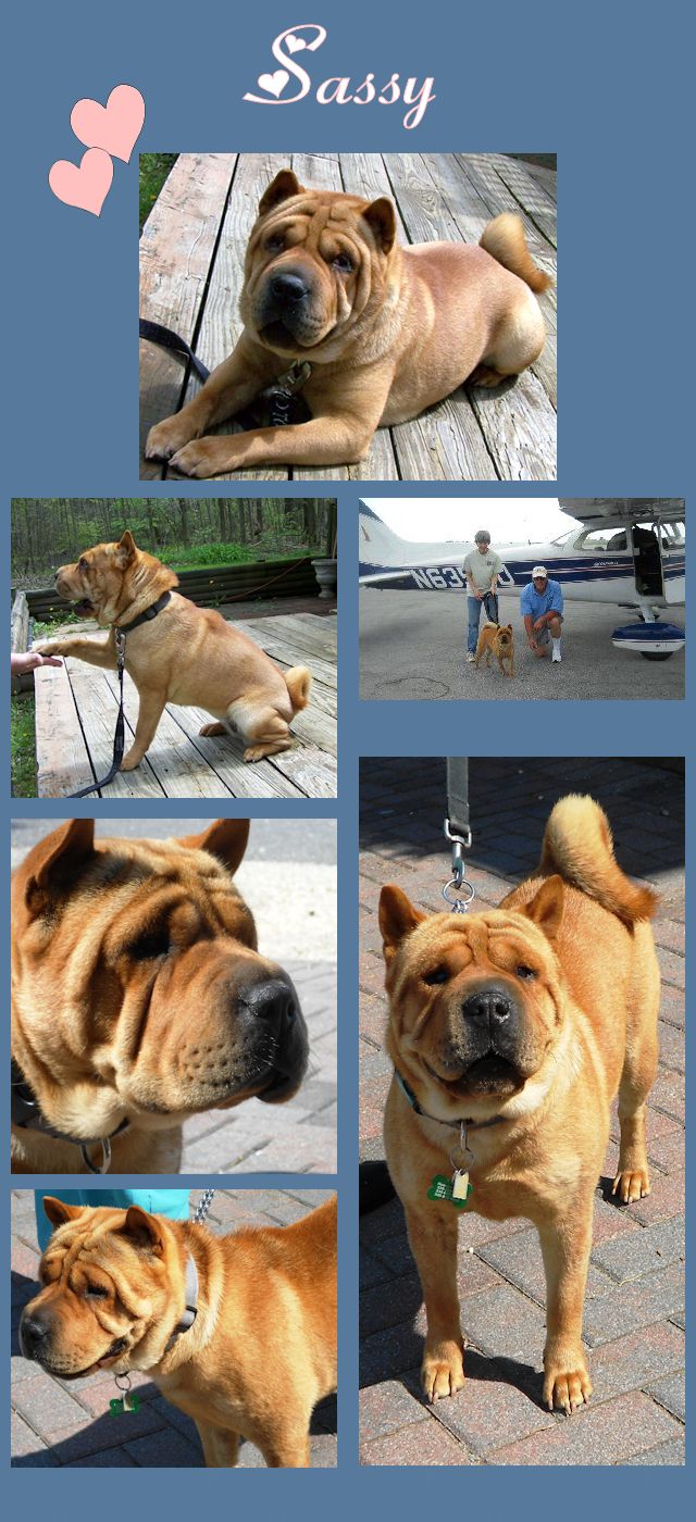 Chinese Shar-Pei - Sassy