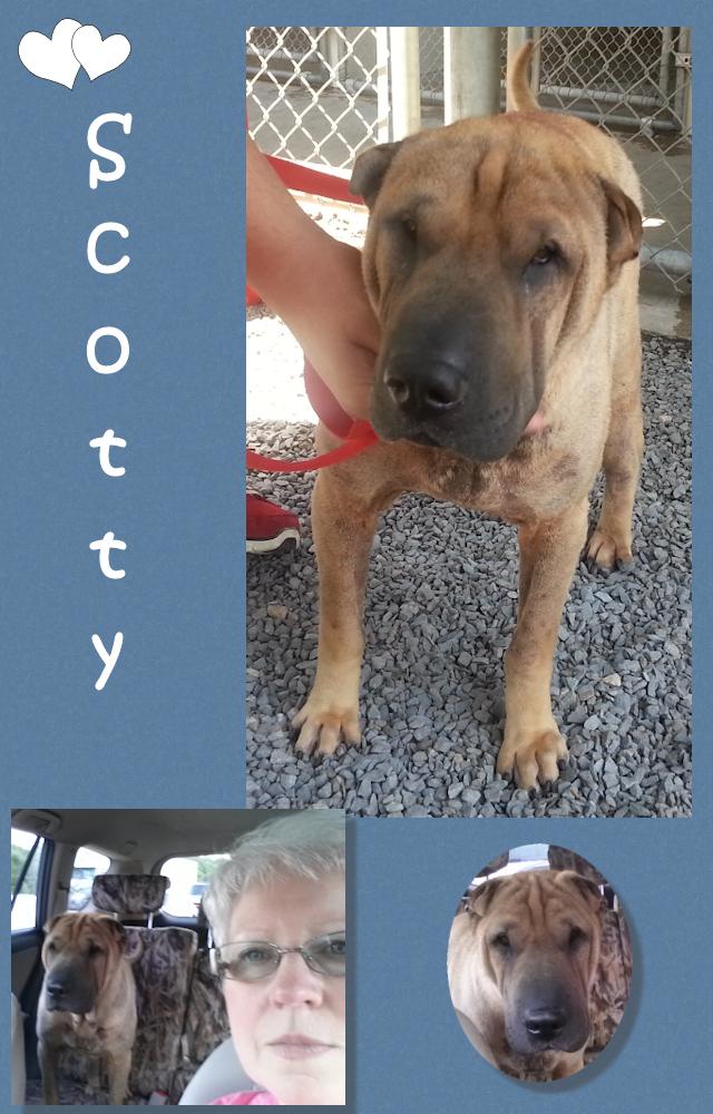 Chinese Shar-Pei - Scotty