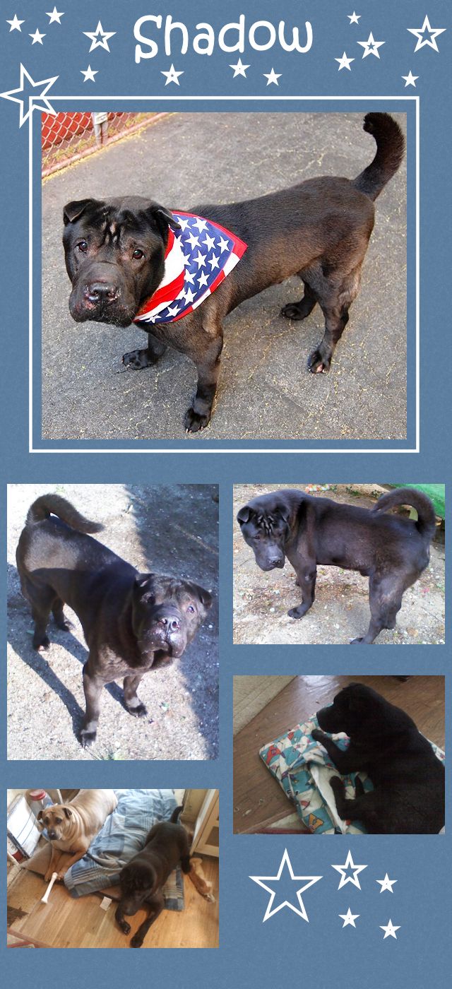 Chinese Shar-Pei - Shadow