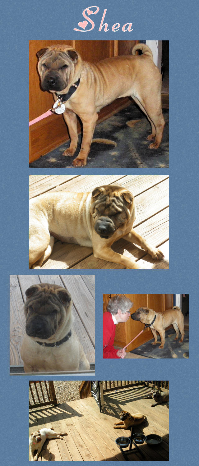 Shea - Feale Shar-Pei
