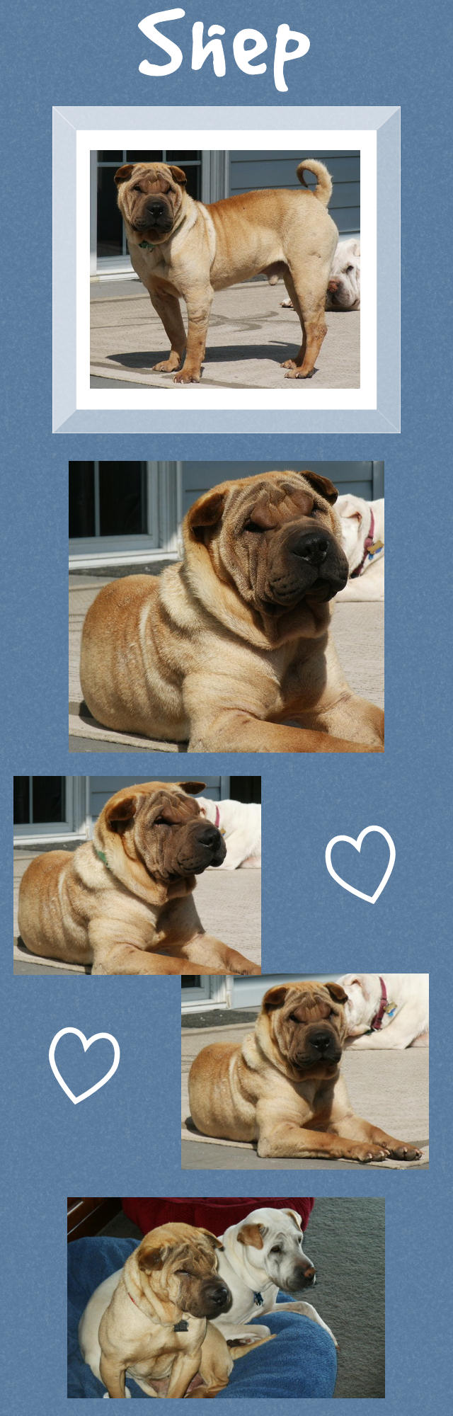 Shep - Male Shar-Pei