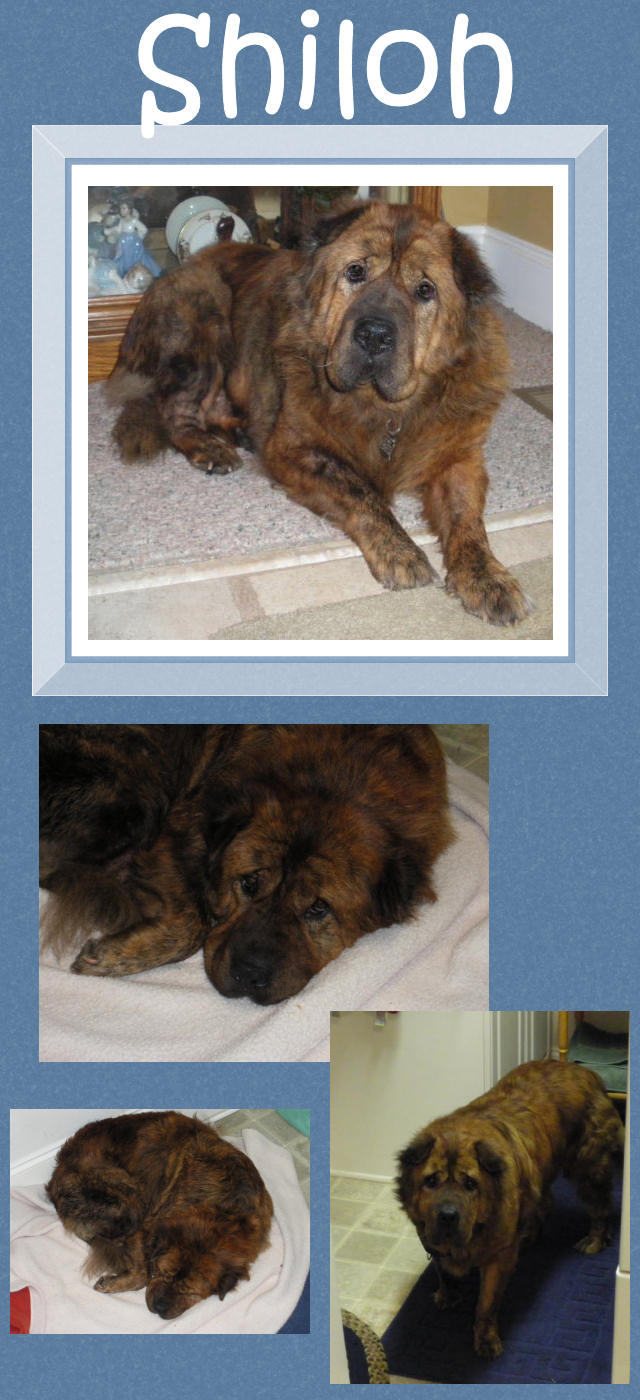 Male Bearcoat Shar-Pei - Shiloh