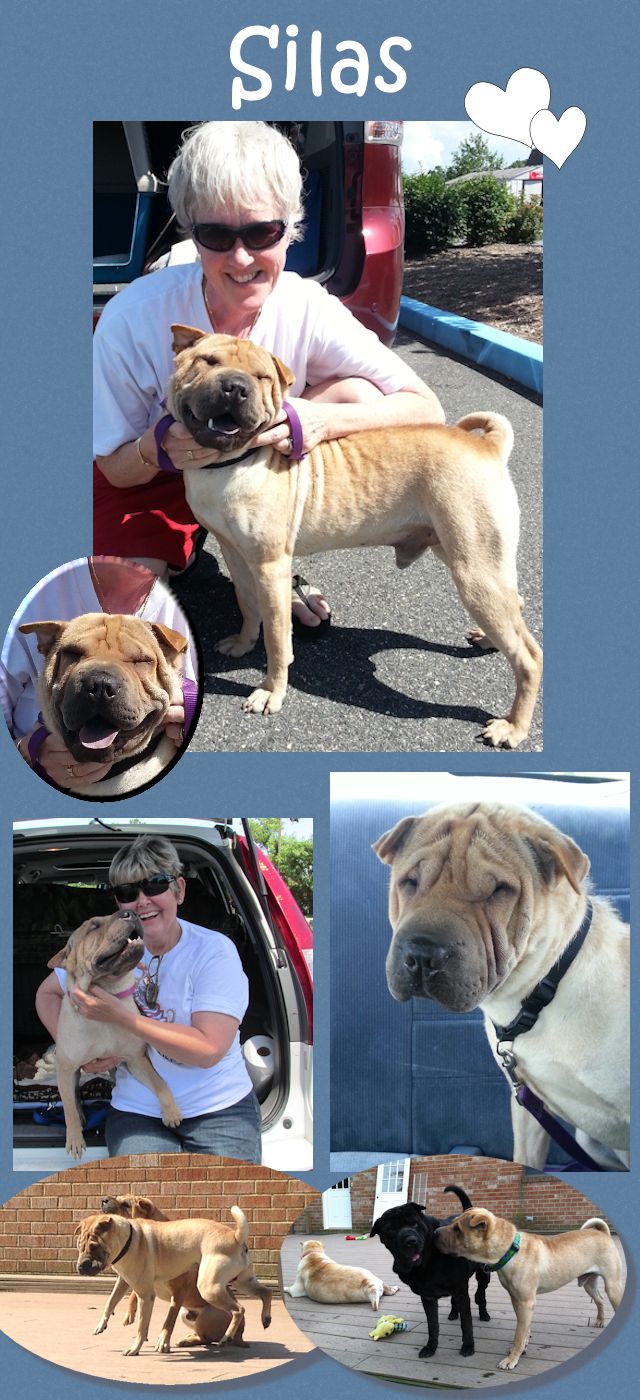 Chinese Shar-Pei - Silas