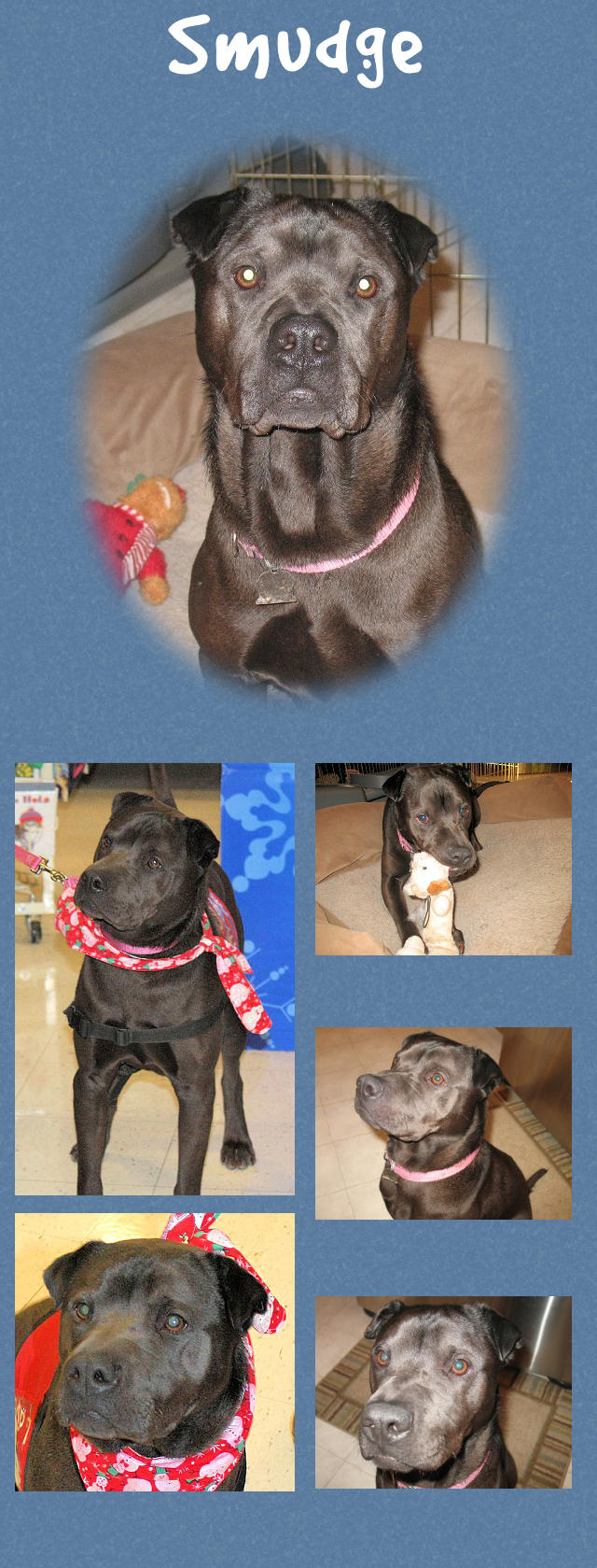 Smudge - Male Shar-Pei Mix