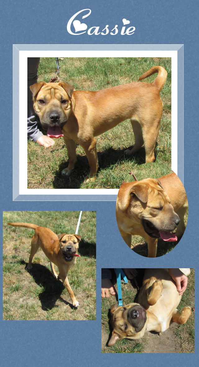 Female Shar-Pei - Cassie