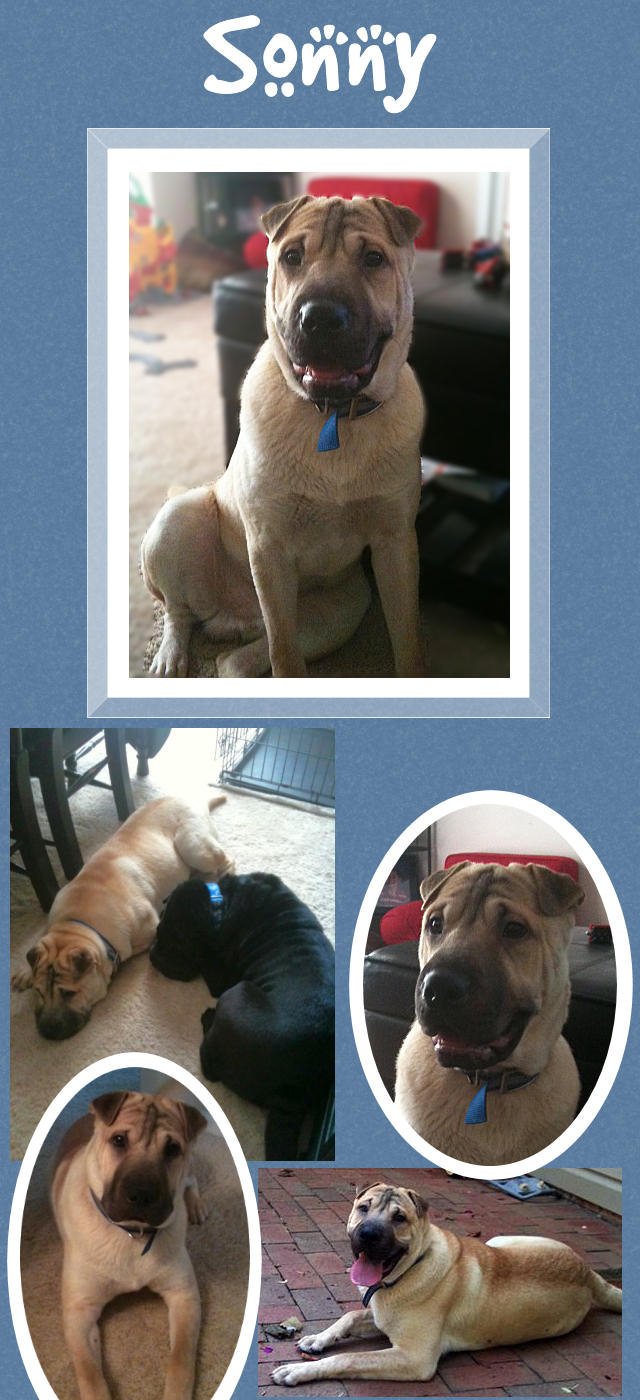 Male Shar-Pei Puppy - Sonny