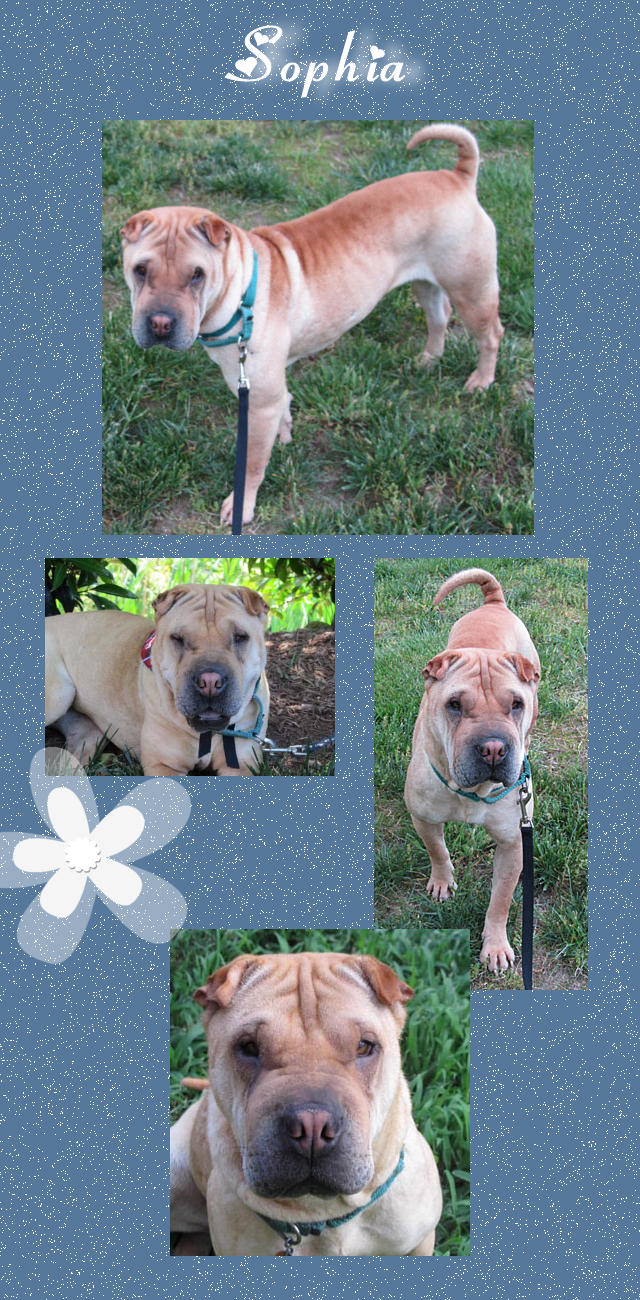 Female Shar-Pei - Sophia