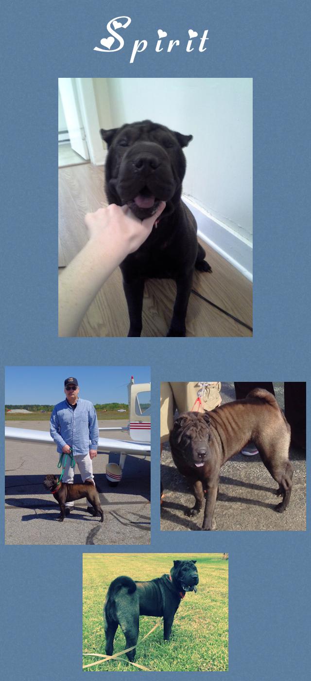 Chinese Shar-Pei - Spirit