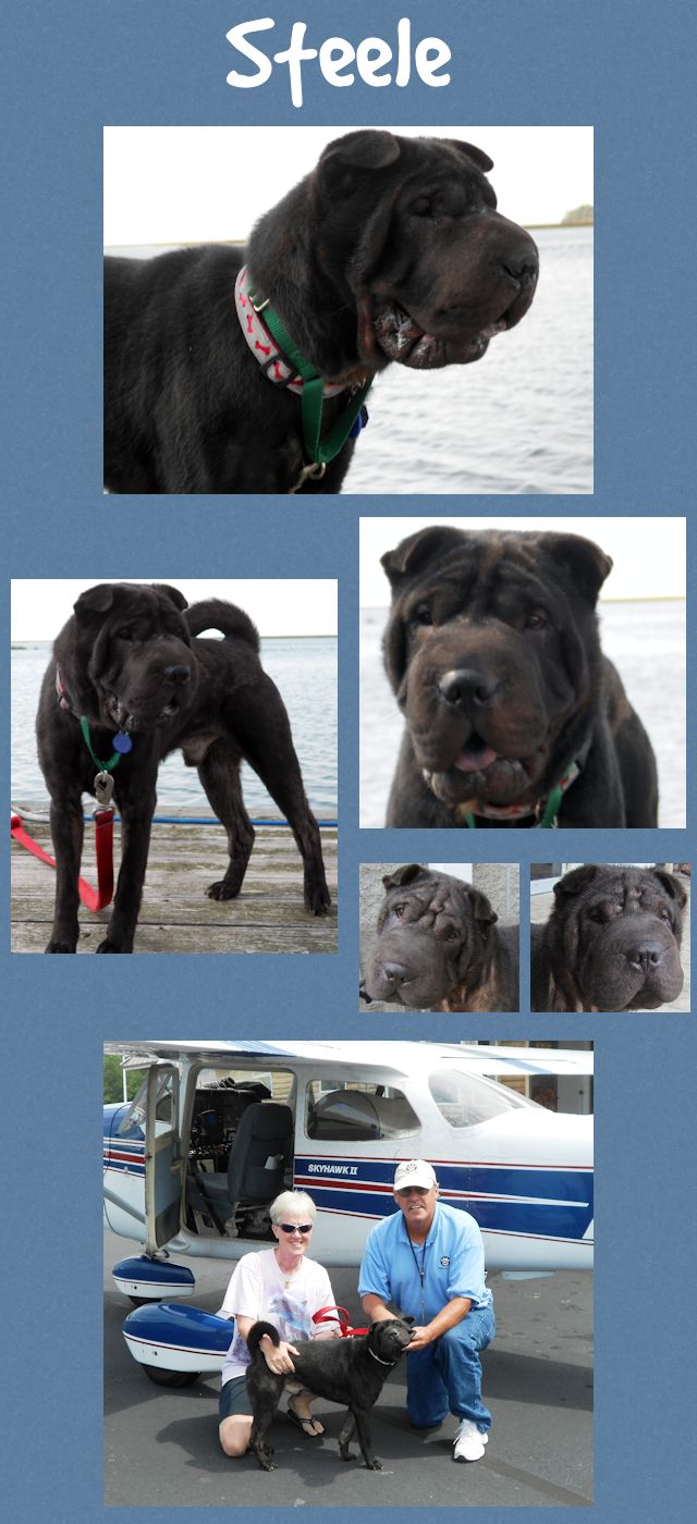 Chinese Shar-Pei - Steele