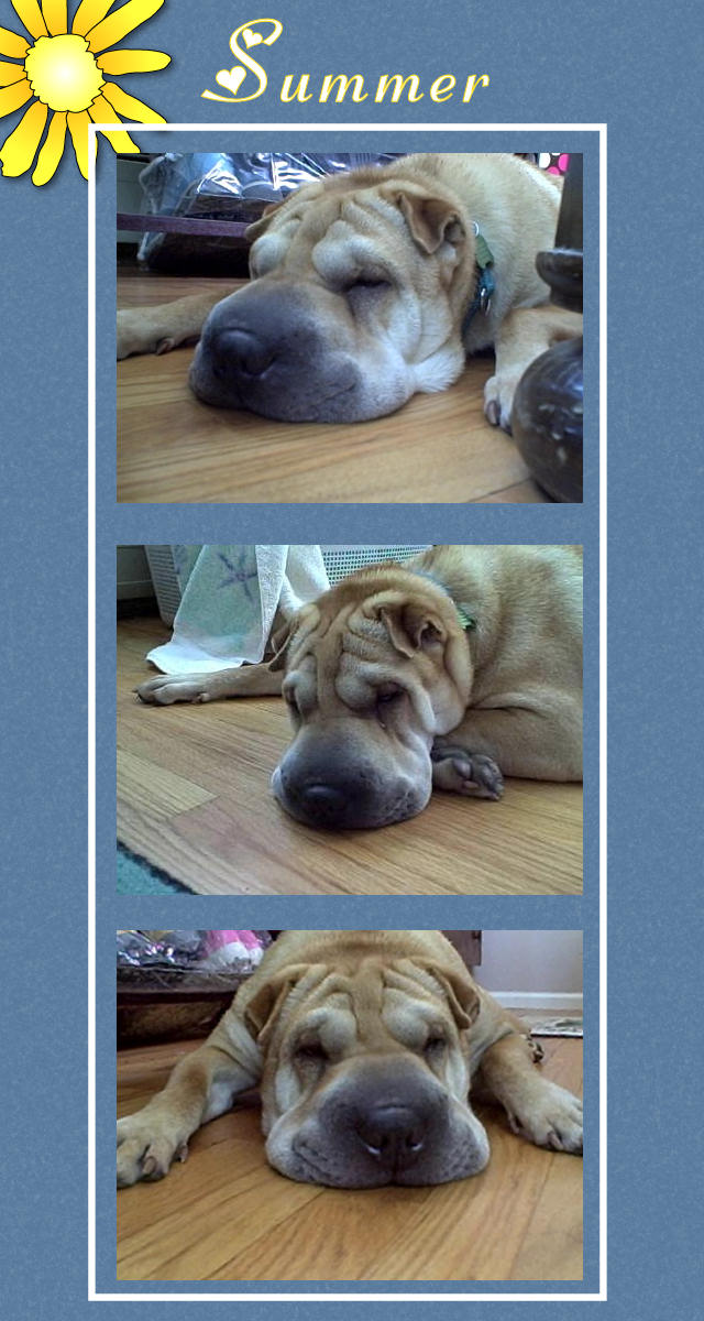 Female Shar-Pei - Summer