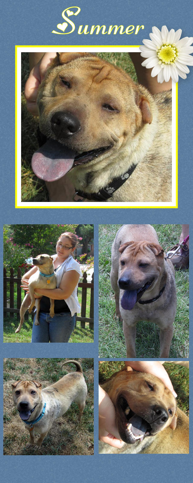 Female Shar-Pei - Summer