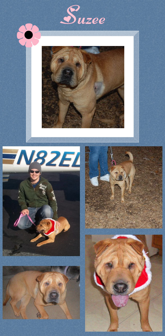 Chinese Shar-Pei - Suzee