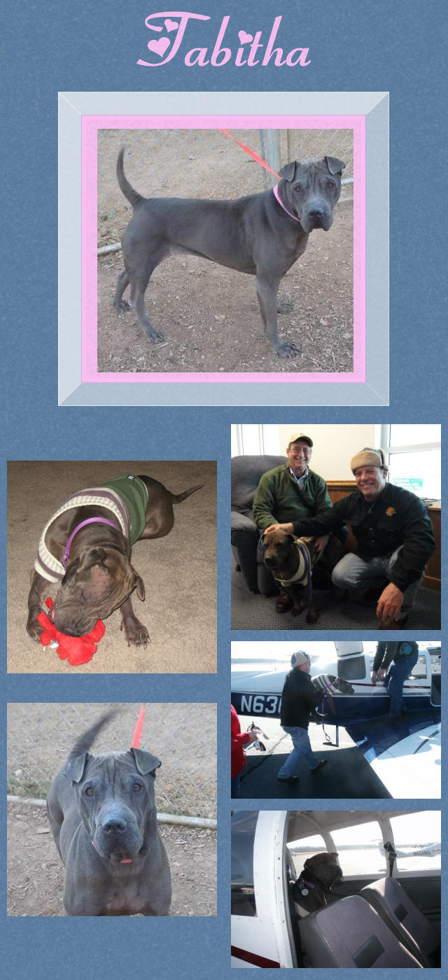 Female Shar-Pei - Tabitha