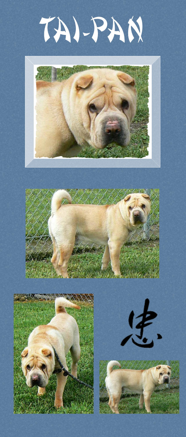 Male Shar-Pei - Tai-Pan