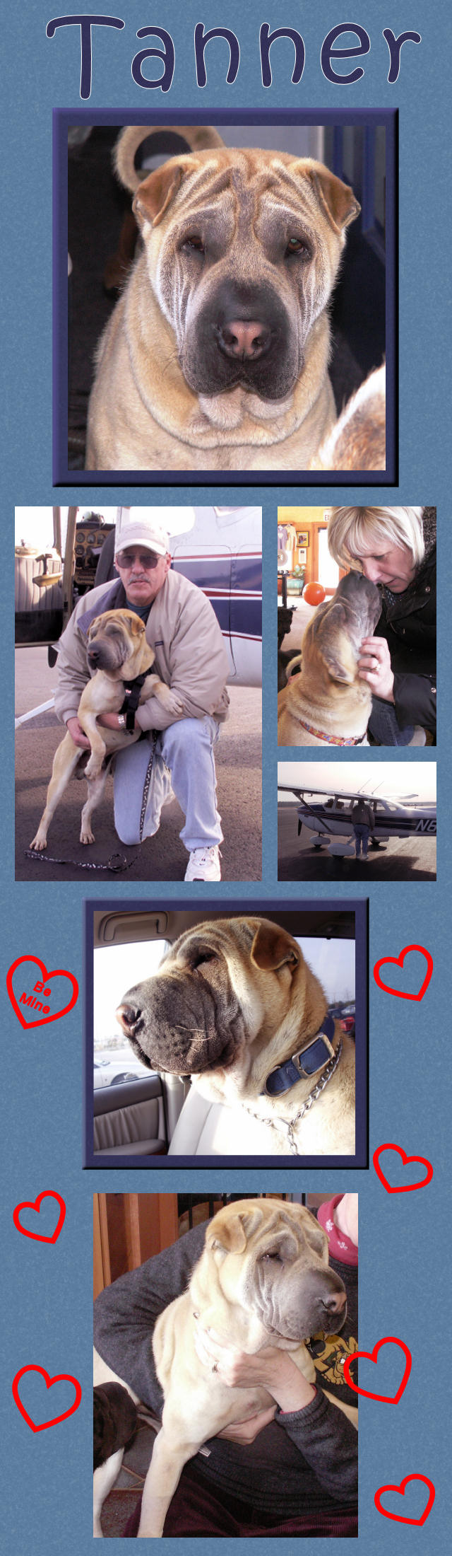 Tanner - Male Shar-Pei