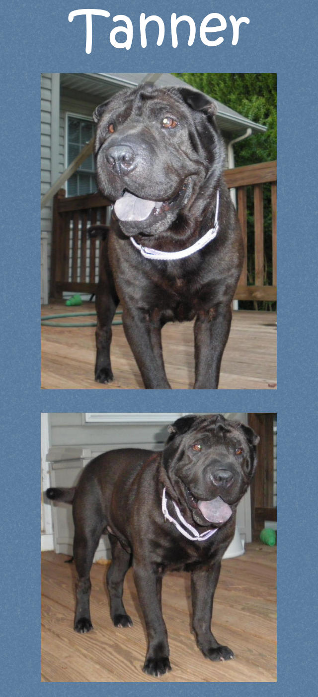 Male Shar-Pei - Tanner