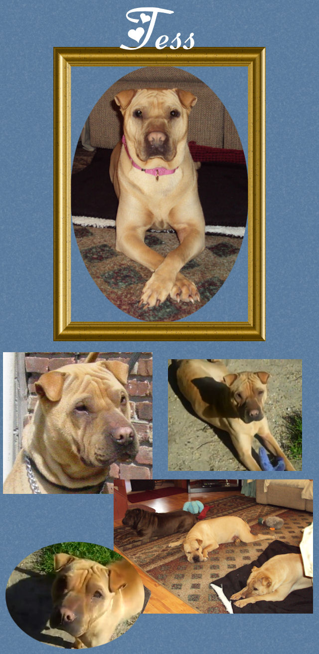 Female Shar-Pei - Tess