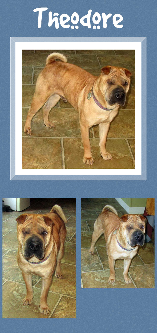 Male Shar-Pei - Theodore