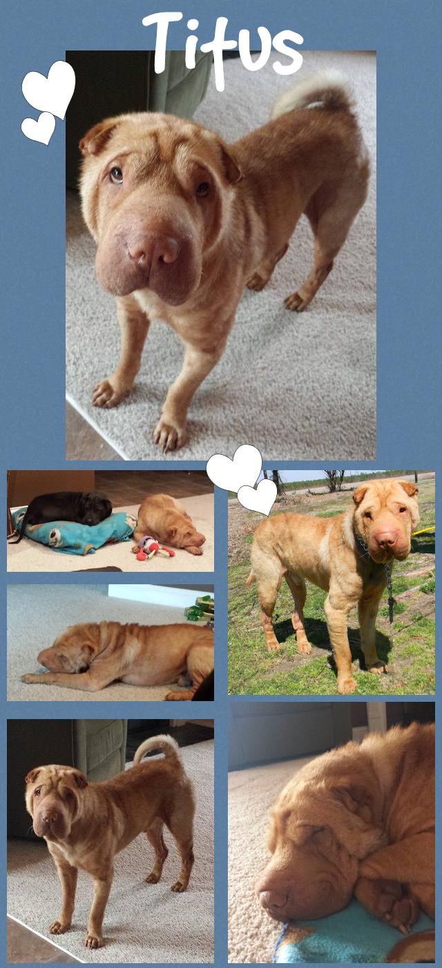 Chinese Shar-Pei - Titus