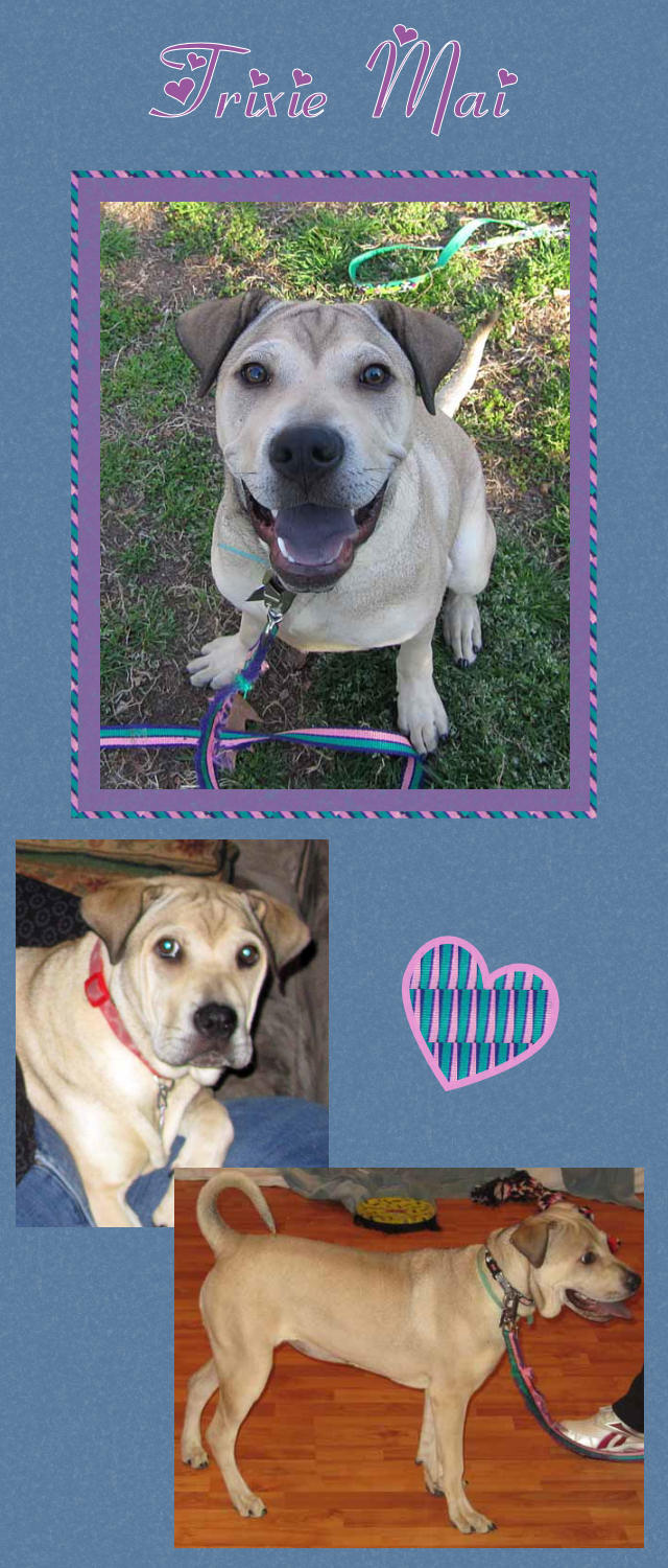 Female Shar-Pei Mix - Trixie Mai