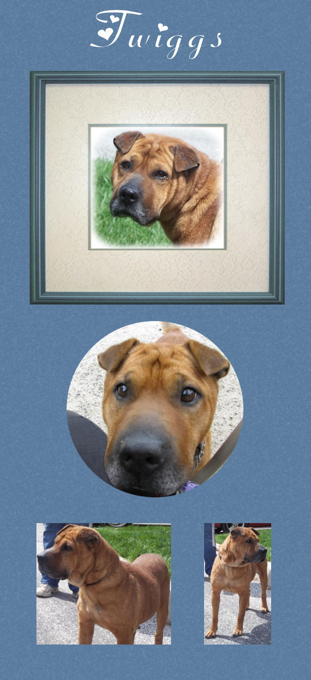 Female Shar-Pei - Twiggs