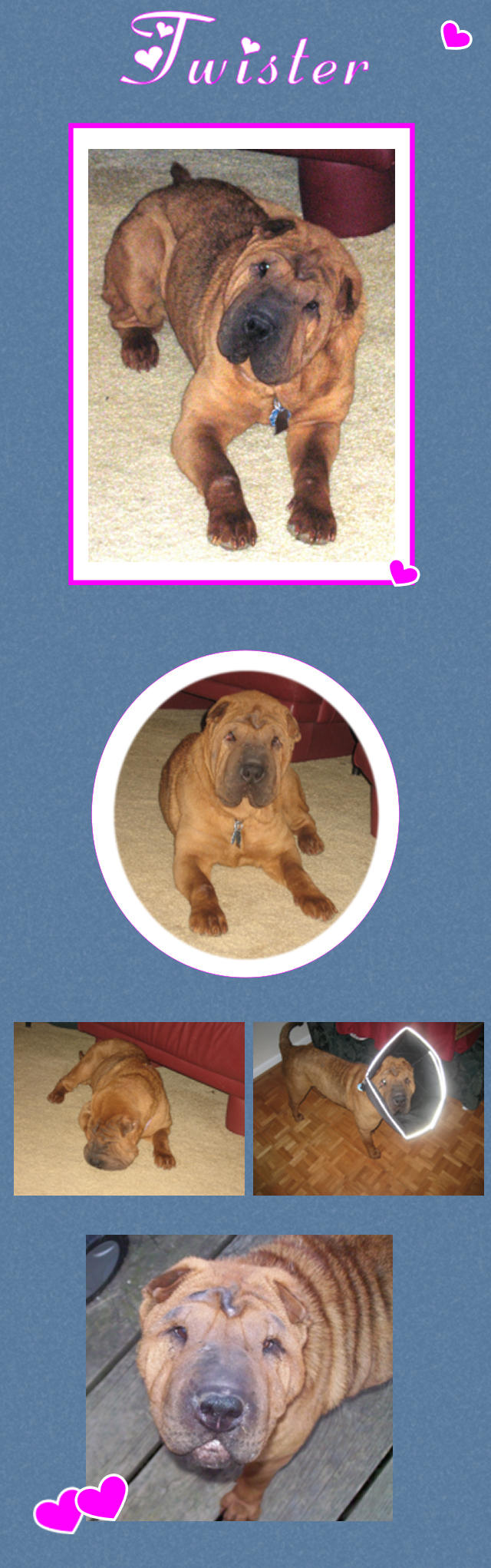 Female Shar-Pei