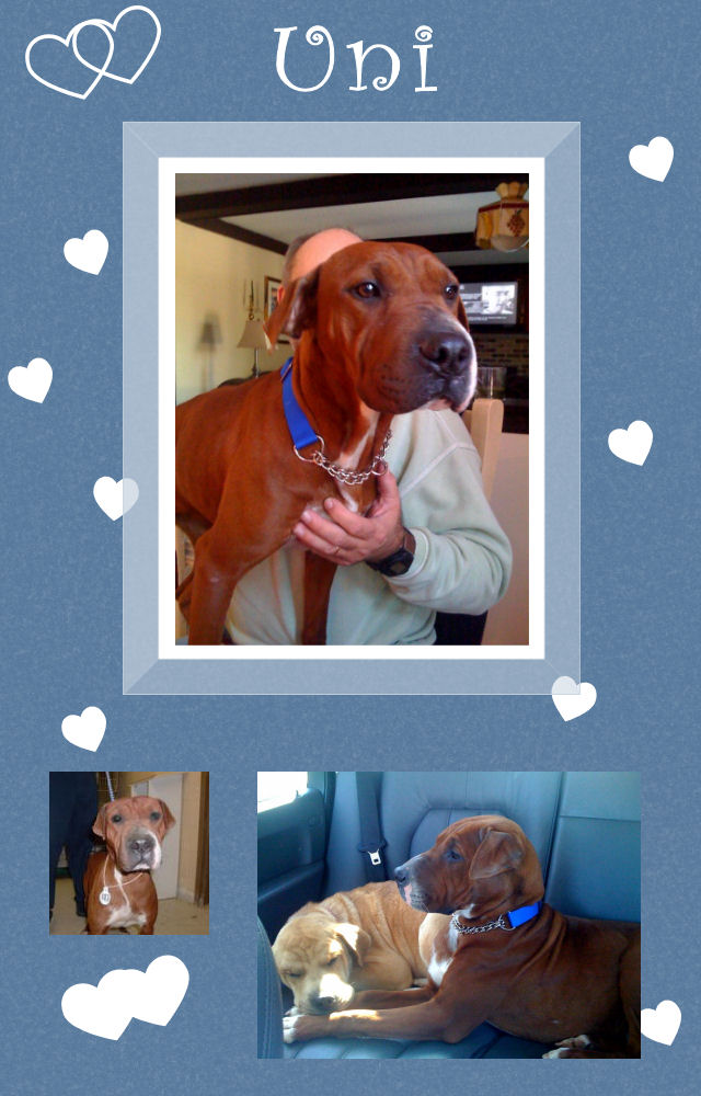 Uni Female Shar-Pei Boxer Mix